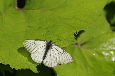 Groot Geaderd Witje