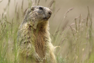 Alpenmarmot