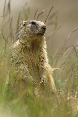 Alpenmarmot