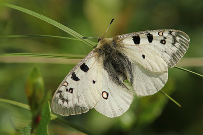 Kleine Apollovlinder