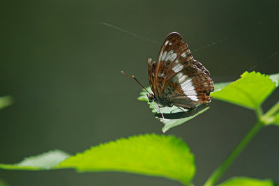 Kleine Ysvogelvlinder