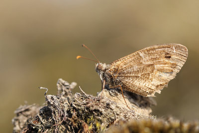 Kleine Heivlinder