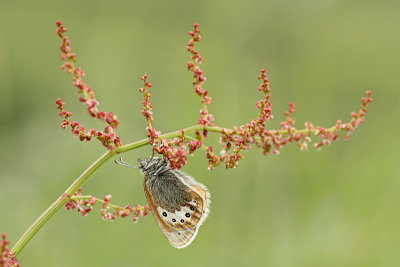 ::Alpenhooibeestje::