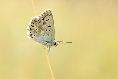 Bleek Blauwtje
