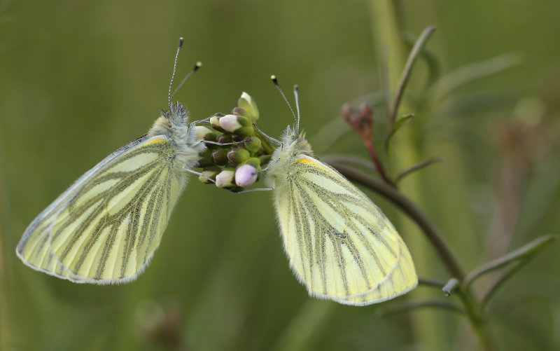 Klein geaderd witje  - Pieris Napi