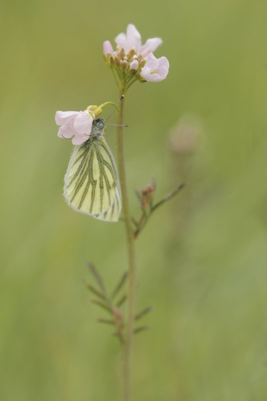 Klein geaderd witje  - Pieris Napi