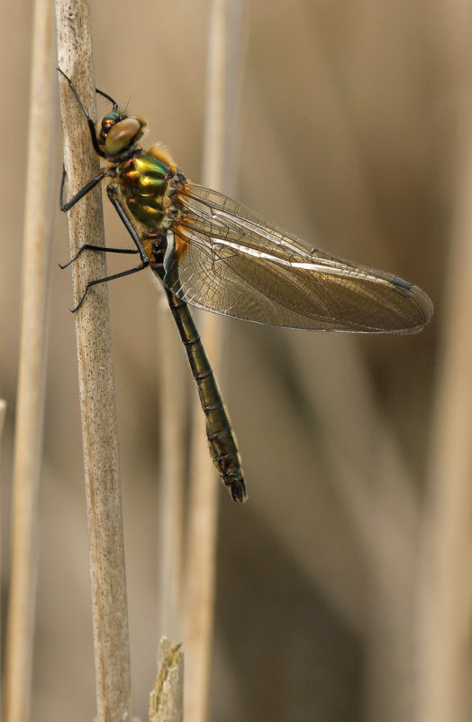 Smaragdlibel - Cordulia aenea