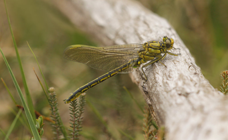 Plasrombout - Gomphus pulchellus ♂