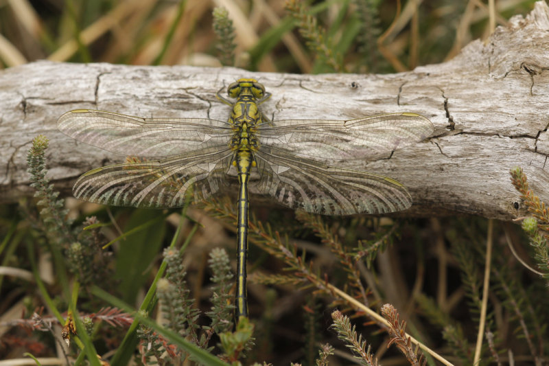 Plasrombout - Gomphus pulchellus ♂