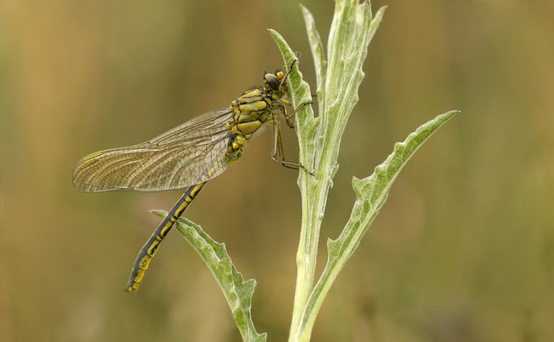 Plasrombout - Gomphus pulchellus ♂
