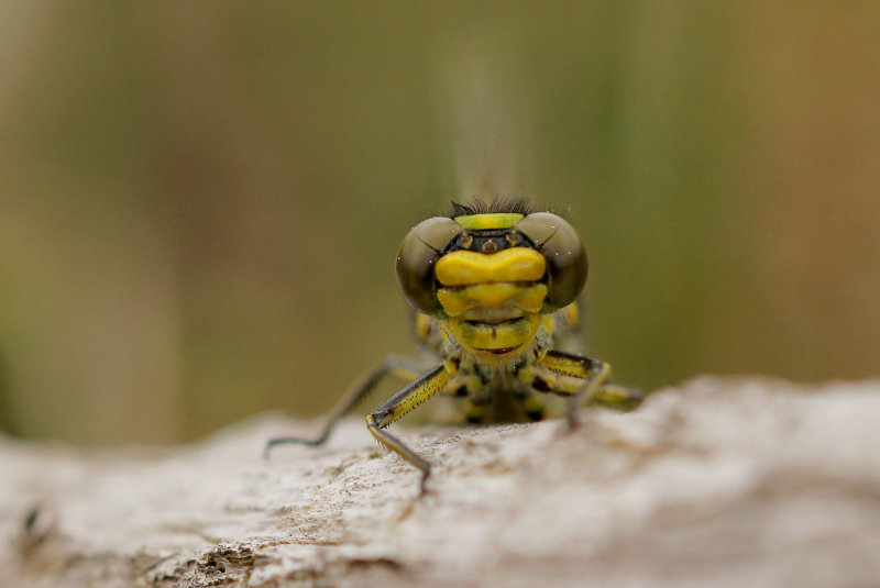 Plasrombout - Gomphus pulchellus ♂