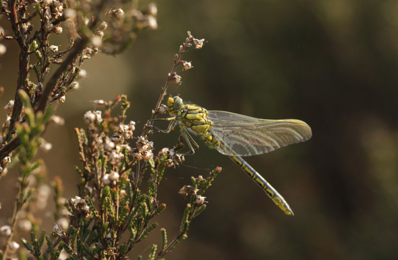 Plasrombout - Gomphus pulchellus ♂