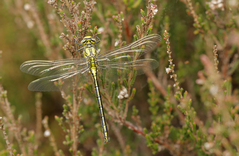 Plasrombout - Gomphus pulchellus ♂