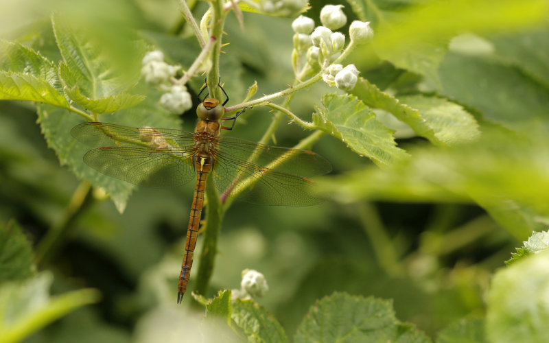 Vroege glazenmaker -Aeshna isoceles ♂