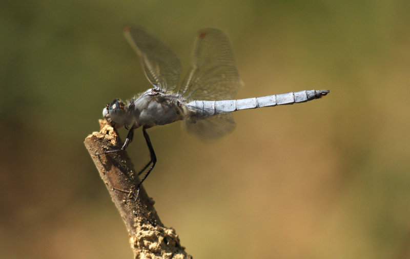 Zuidelijke oeverlibel (Orthetrum brunneum)