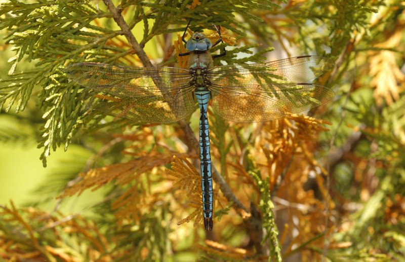 Grote keizerlibel         - Anax imperator ♂