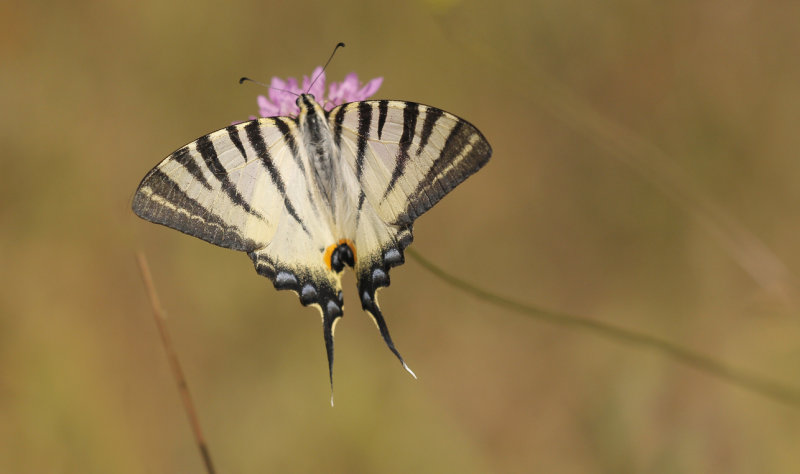 Koningspage - Iphiclides podalirius