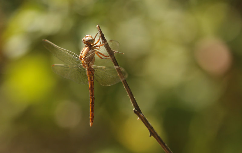 Beekoeverlibel, Keeled Skimmer  ♀