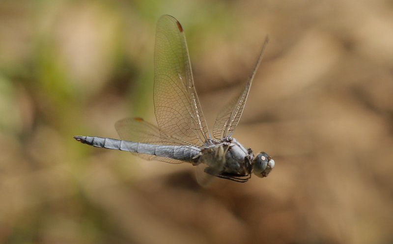 Zuidelijke oeverlibel ♂- Orthetrum brunneum