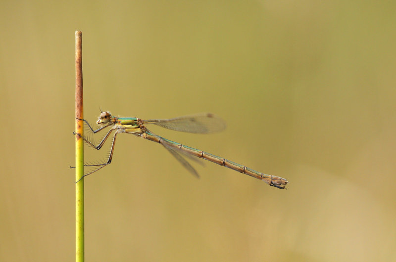 Gewone pantserjuffer - Lestes sponsa ♀