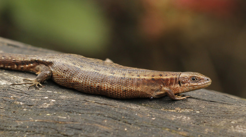 Levendbarende hagedis - Zootoca vivipara