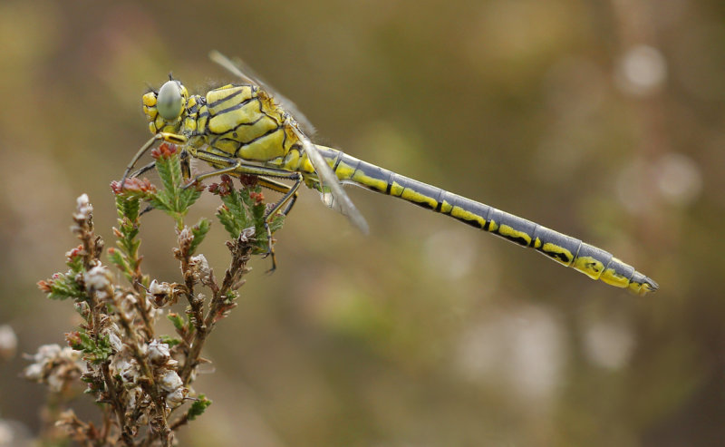 Plasrombout - Gomphus pulchellus ♂
