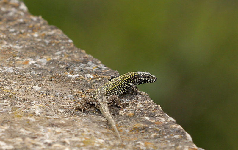  Podarcis muralis nigriventris