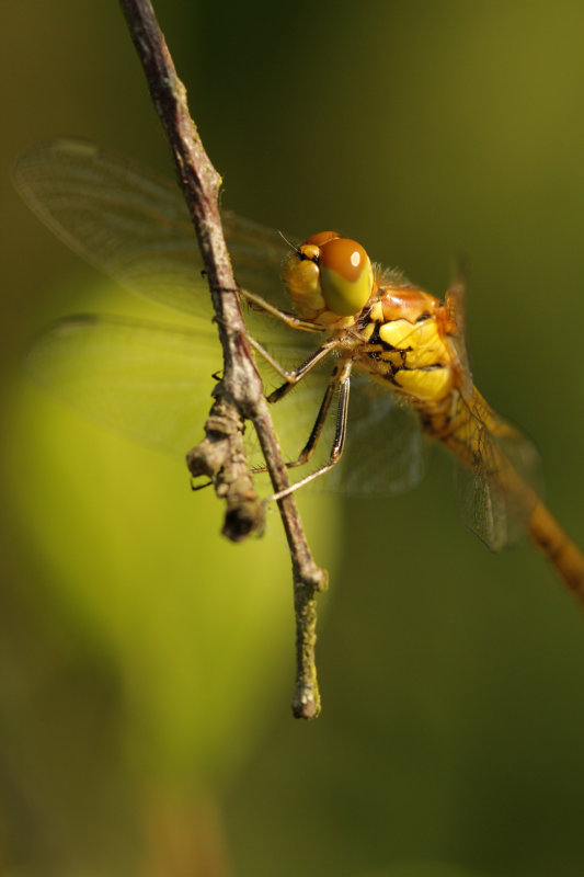 Zuidelijke heidelibel -Sympetrum meridionale ♂