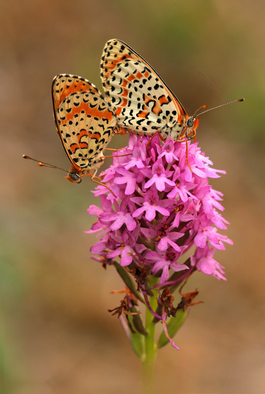 Tweekleurige parelmoervlinder - Melitaea didyma