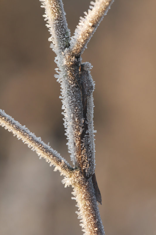 Noordse winterjuffer -Sympecma paedisca, 