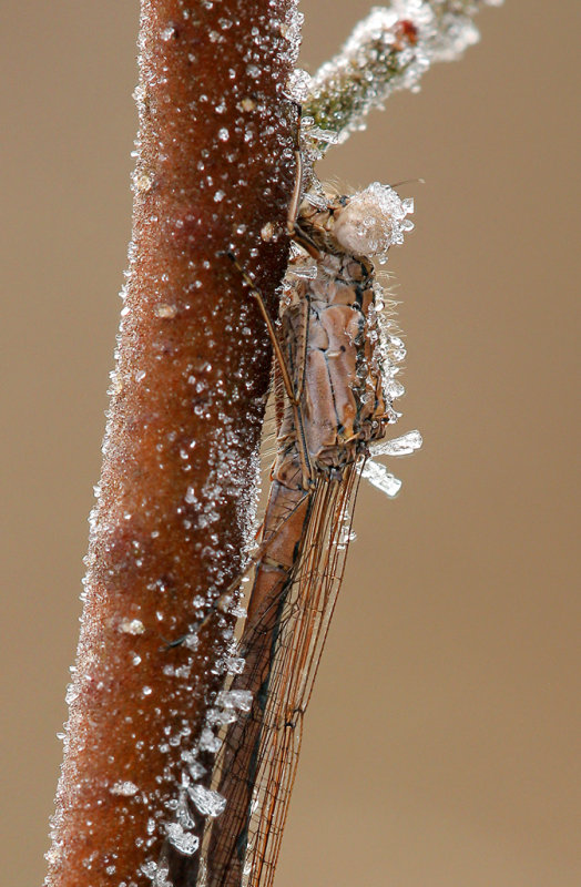 Noordse winterjuffer -Sympecma paedisca,   Siberian Winter damsel 