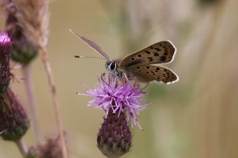 Bruine vuurvlinder - Lycaena tityrus