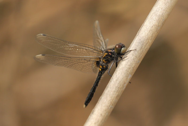 Sierlijke witsnuitlibel - Leucorrhinia caudalis  ♂