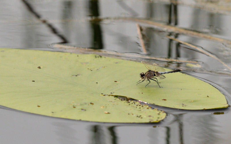 Sierlijke witsnuitlibel - Leucorrhinia caudalis  ♂