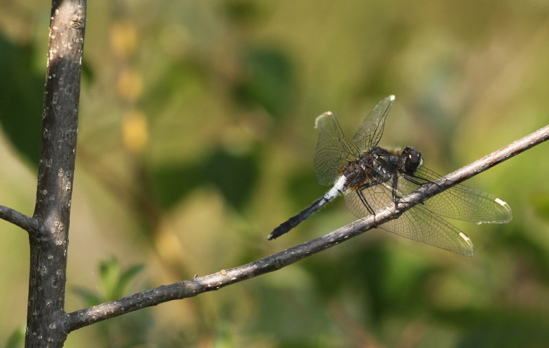 Sierlijke witsnuitlibel - Leucorrhinia caudalis  ♂