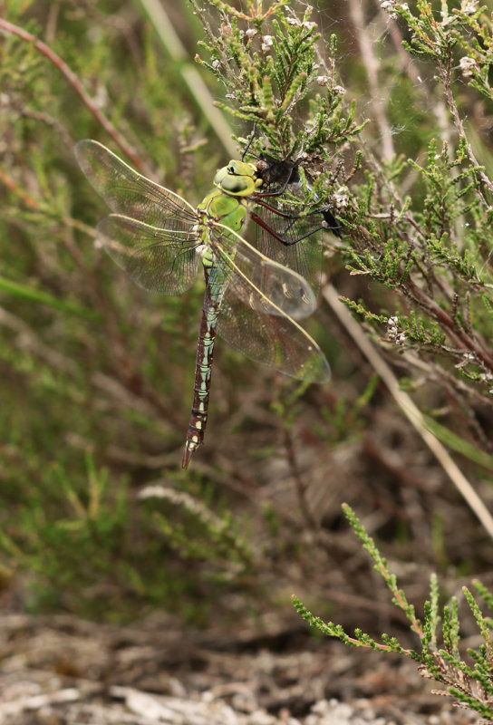 Grote keizerlibel - Anax imperator ♀