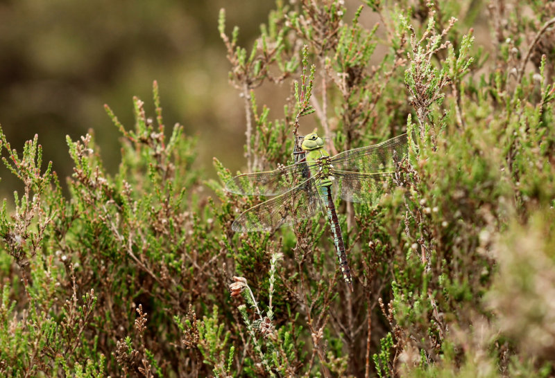 Grote keizerlibel - Anax imperator ♀