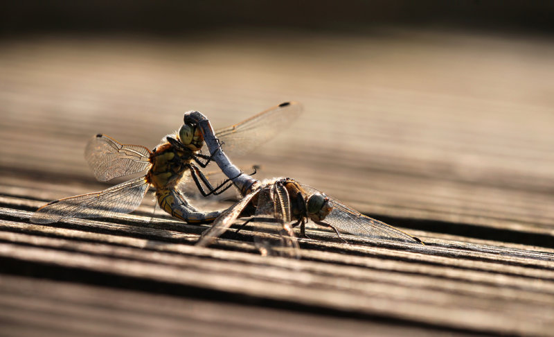 Gewone oeverlibel - Orthetrum cancellatum