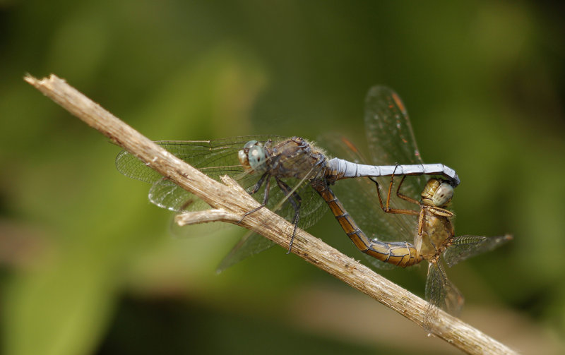 Beekoeverlibel (Orthetrum coerulescens)