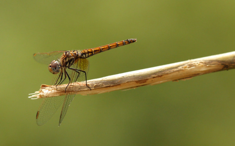 Purperlibel - Trithemis annulata ♀