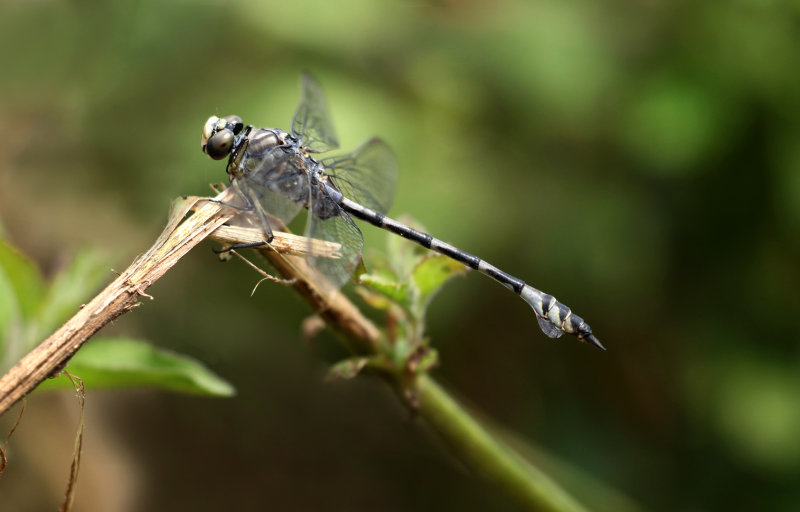 Vaandeldrager - Lindenia tetraphylla ♂