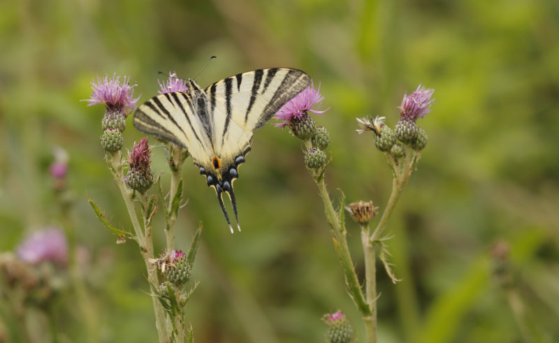 Koningspage - Iphiclides podalirius
