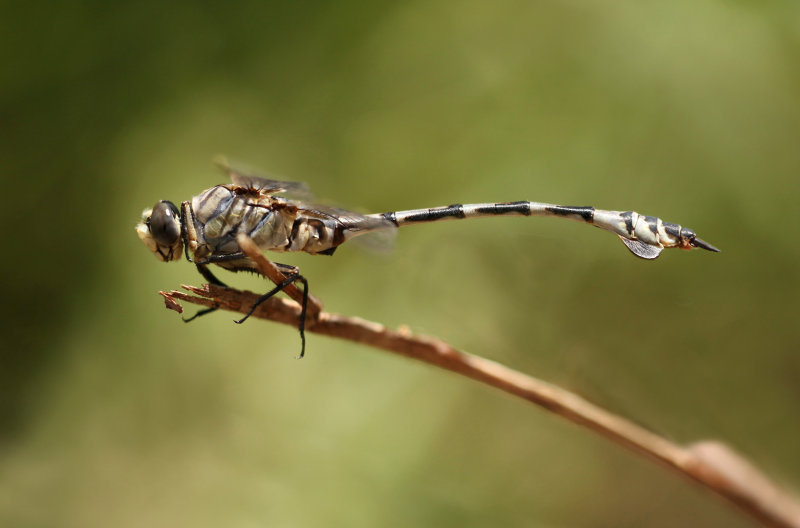 Vaandeldrager - Lindenia tetraphylla