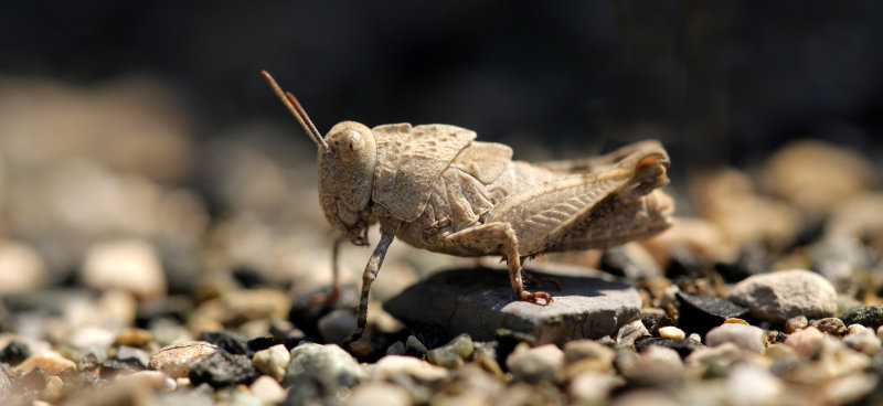 Blauwvleugelsprinkhaan - Oedipoda caerulescens