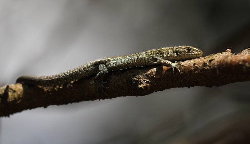 Levendbarende hagedis - Zootoca vivipara