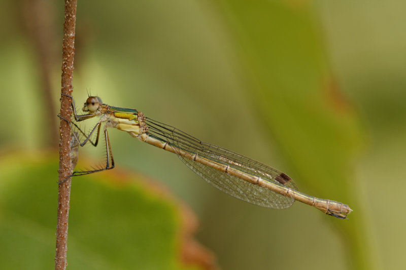 Gewone pantserjuffer - Lestes sponsa ♀