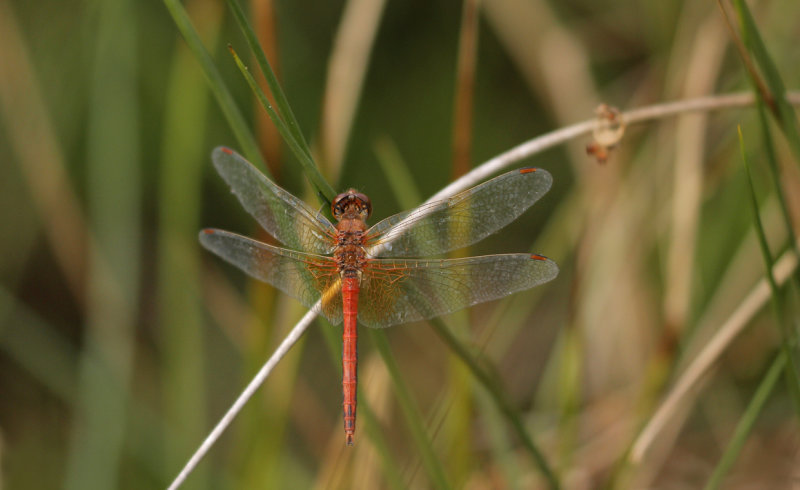 Geelvlekheidelibel - Sympetrum flaveolum ♂