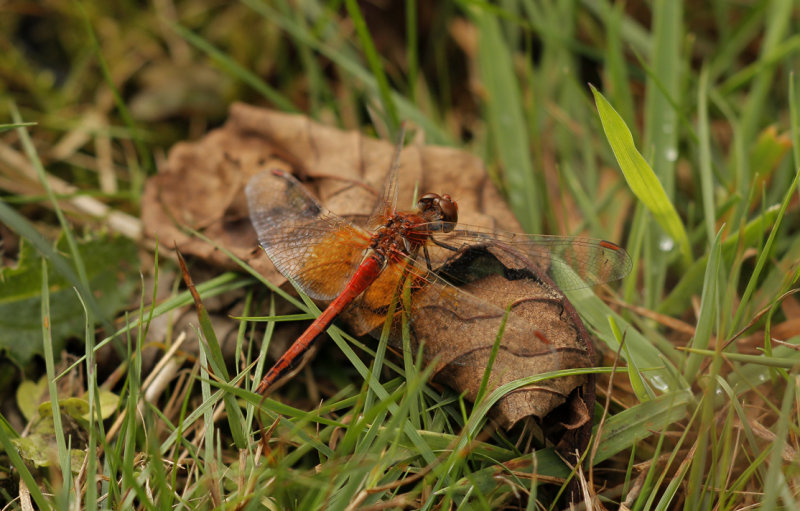 Geelvlekheidelibel - Sympetrum flaveolum ♂