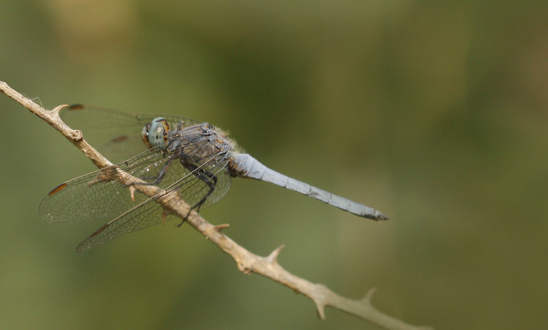 Beekoeverlibel, Keeled Skimmer  ♂