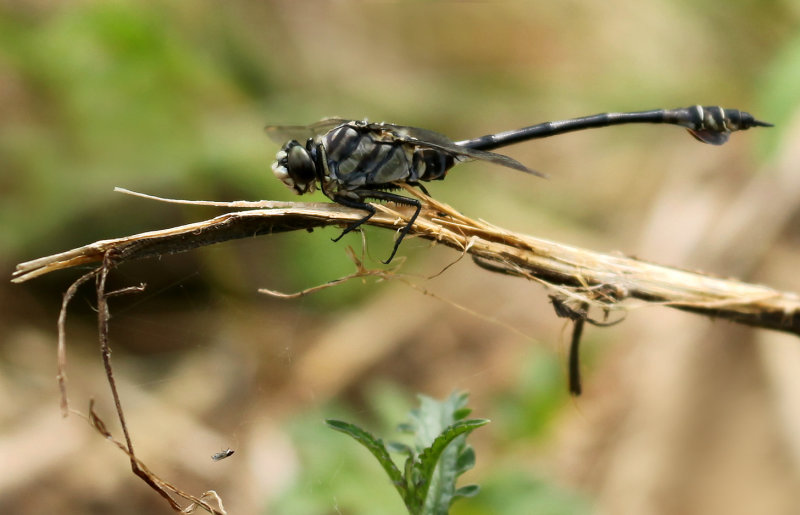 Vaandeldrager - Lindenia tetraphylla ♂